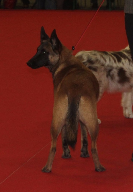 De L'Odyssée D'Hèra - Exposition Canine de Rouen 03/12/2016