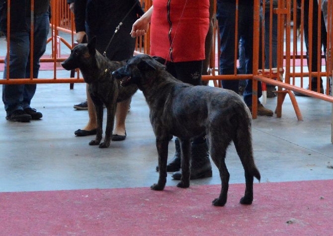 De L'Odyssée D'Hèra - Exposition Canine Mouscron 29/01/2017