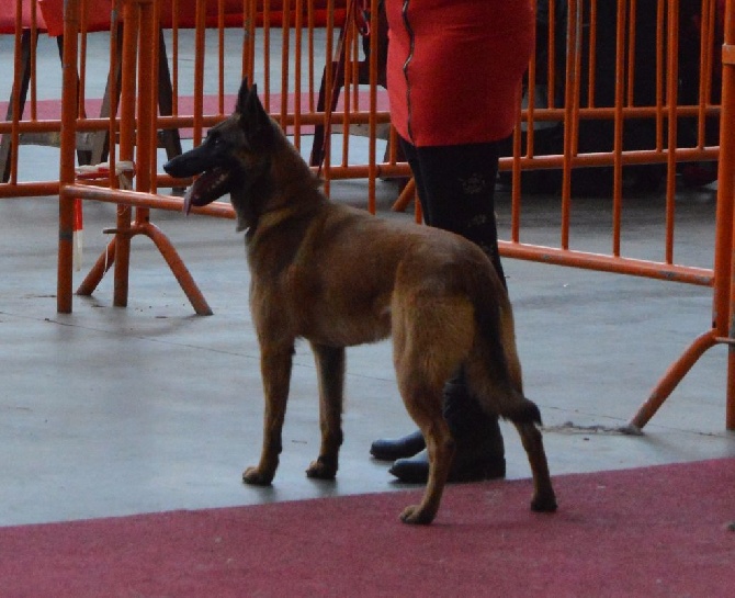 De L'Odyssée D'Hèra - Exposition Canine Mouscron 29/01/2017