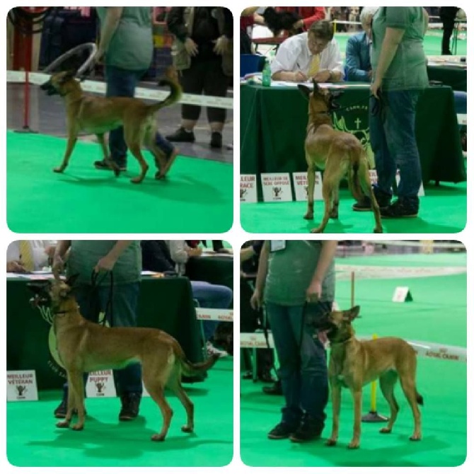 De L'Odyssée D'Hèra - Exposition Canine de Douai 12/06/2016 (LEÏA de l'Odyssée d'Héra)