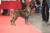  - Exposition Canine Amsterdam 