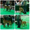  - Exposition Canine de Douai 12/06/2016 (LEÏA de l'Odyssée d'Héra)