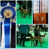  - Exposition Canine de Douai 12/06/2016 (Lexy de l'Odyssée d'Héra)