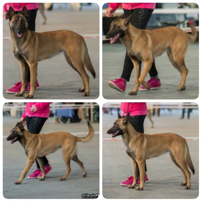 De L'Odyssée D'Hèra - 16/04/2016 Exposition Canine Maubeuge