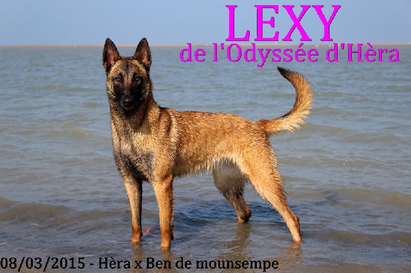 Lexy De L'Odyssée D'Hèra