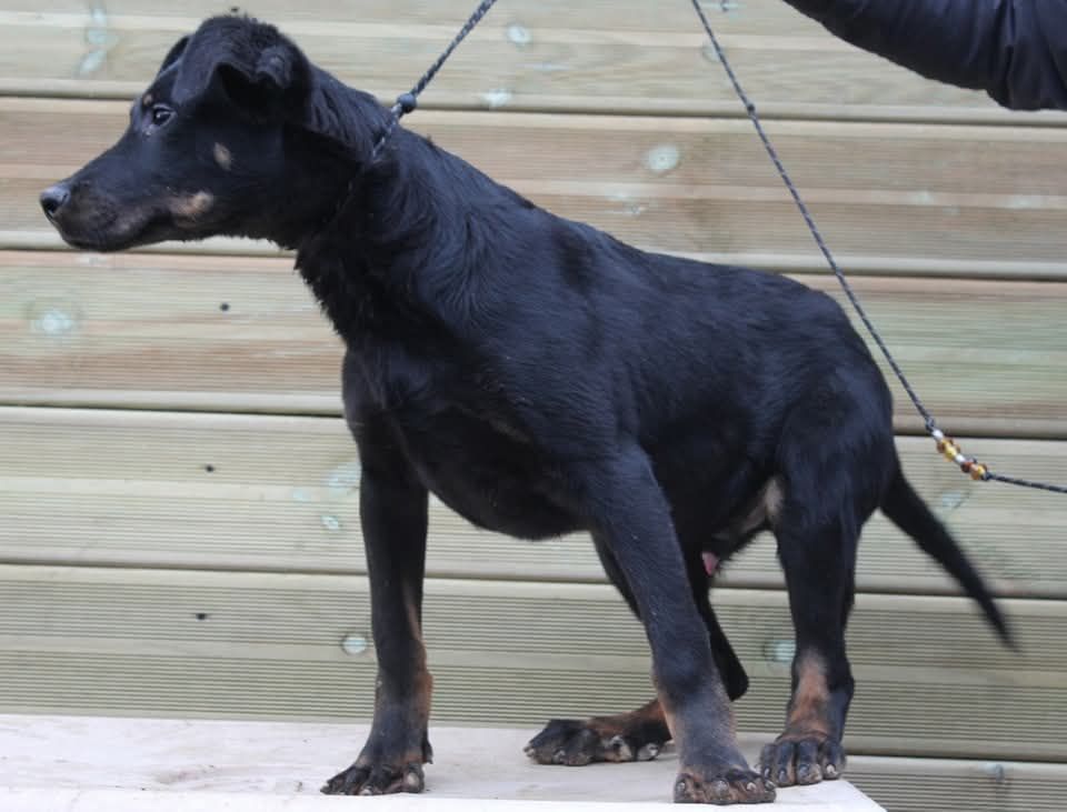 De L'Odyssée D'Hèra - Chiot disponible  - Berger de Beauce