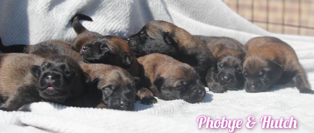 chiot Berger Belge De L'Odyssée D'Hèra