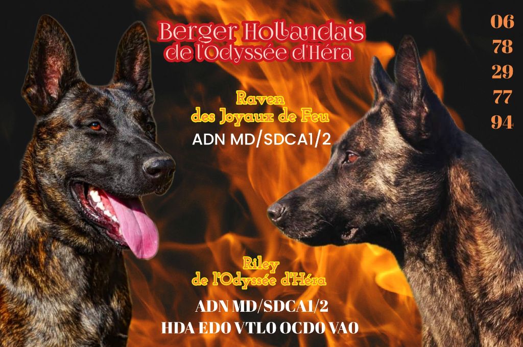 De L'Odyssée D'Hèra - Chiot disponible  - Berger hollandais