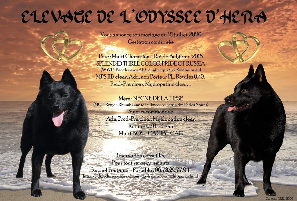 De L'Odyssée D'Hèra - Schipperke - Portée née le 18/09/2020