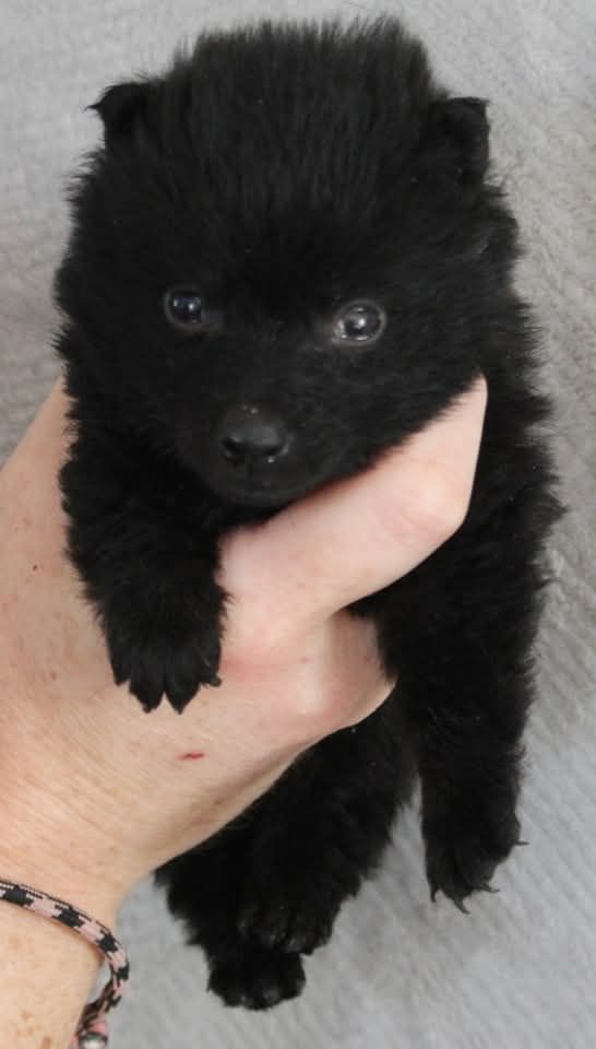 De L'Odyssée D'Hèra - Chiot disponible  - Schipperke