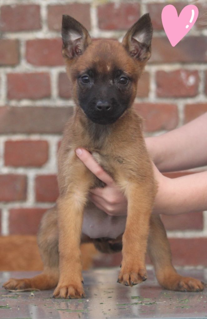 De L'Odyssée D'Hèra - Chiot disponible  - Berger Belge