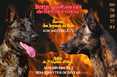 De L'Odyssée D'Hèra - Berger hollandais - Portée née le 06/11/2024