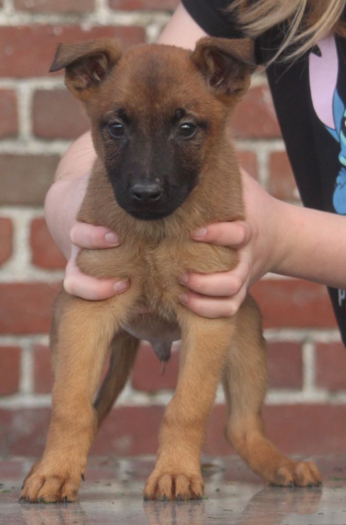 De L'Odyssée D'Hèra - Chiot disponible  - Berger Belge