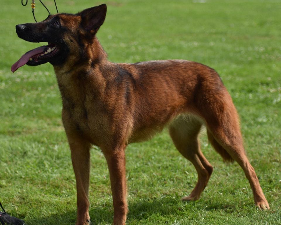 Red dragon De L'Odyssée D'Hèra