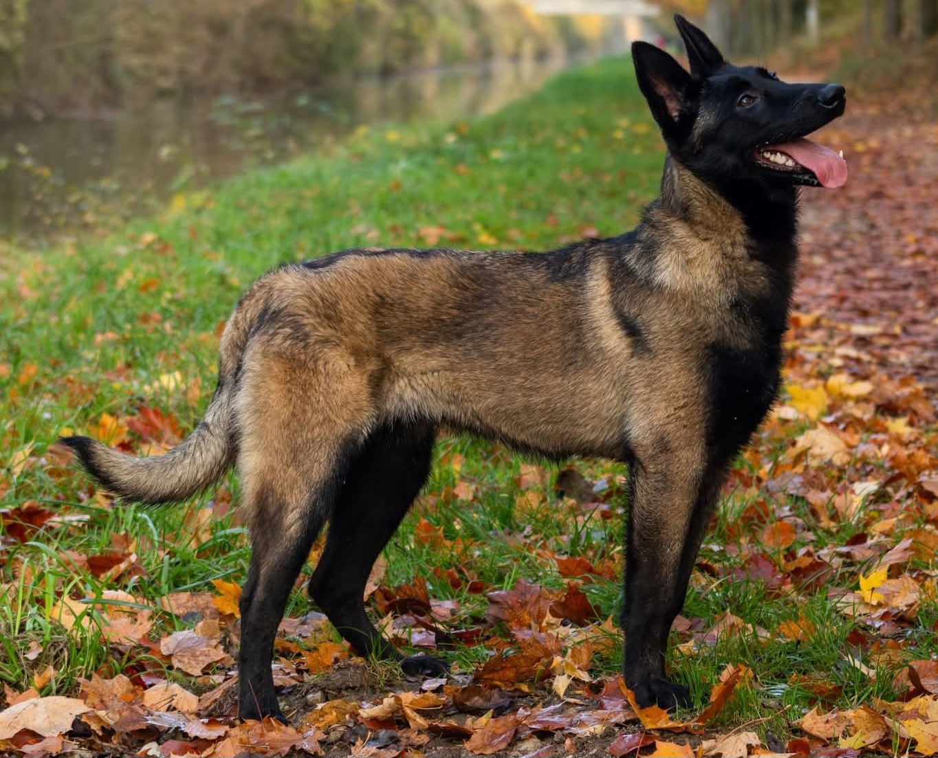 Apocalypse De L'Odyssée D'Hèra