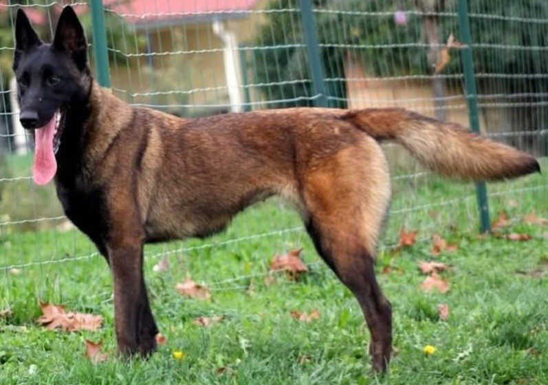 Skyfall De L'Odyssée D'Hèra