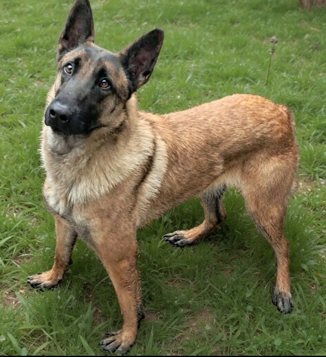 Tessy du domaine des eclaireurs