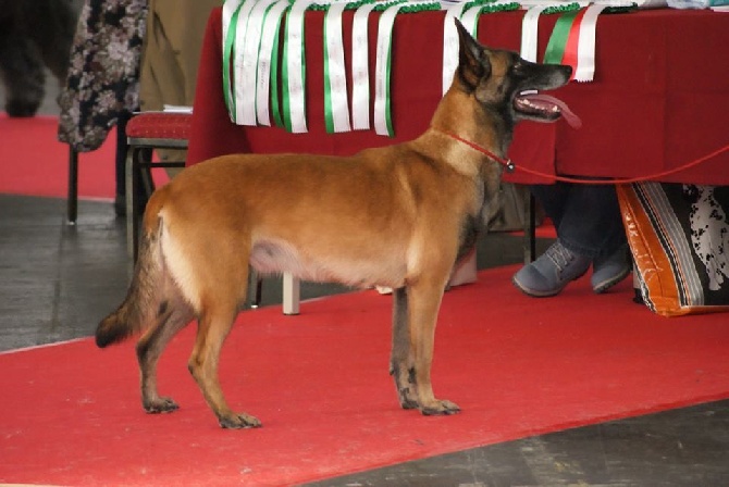De L'Odyssée D'Hèra - Exposition Canine Amsterdam