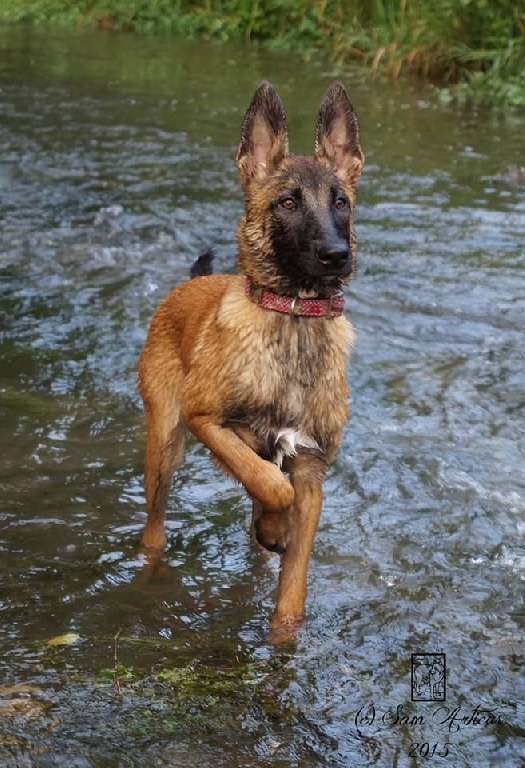 De L'Odyssée D'Hèra - 29/08/2015 DOG SHOW Luxembourg / LEIA de l'Odyssée d'Hèra