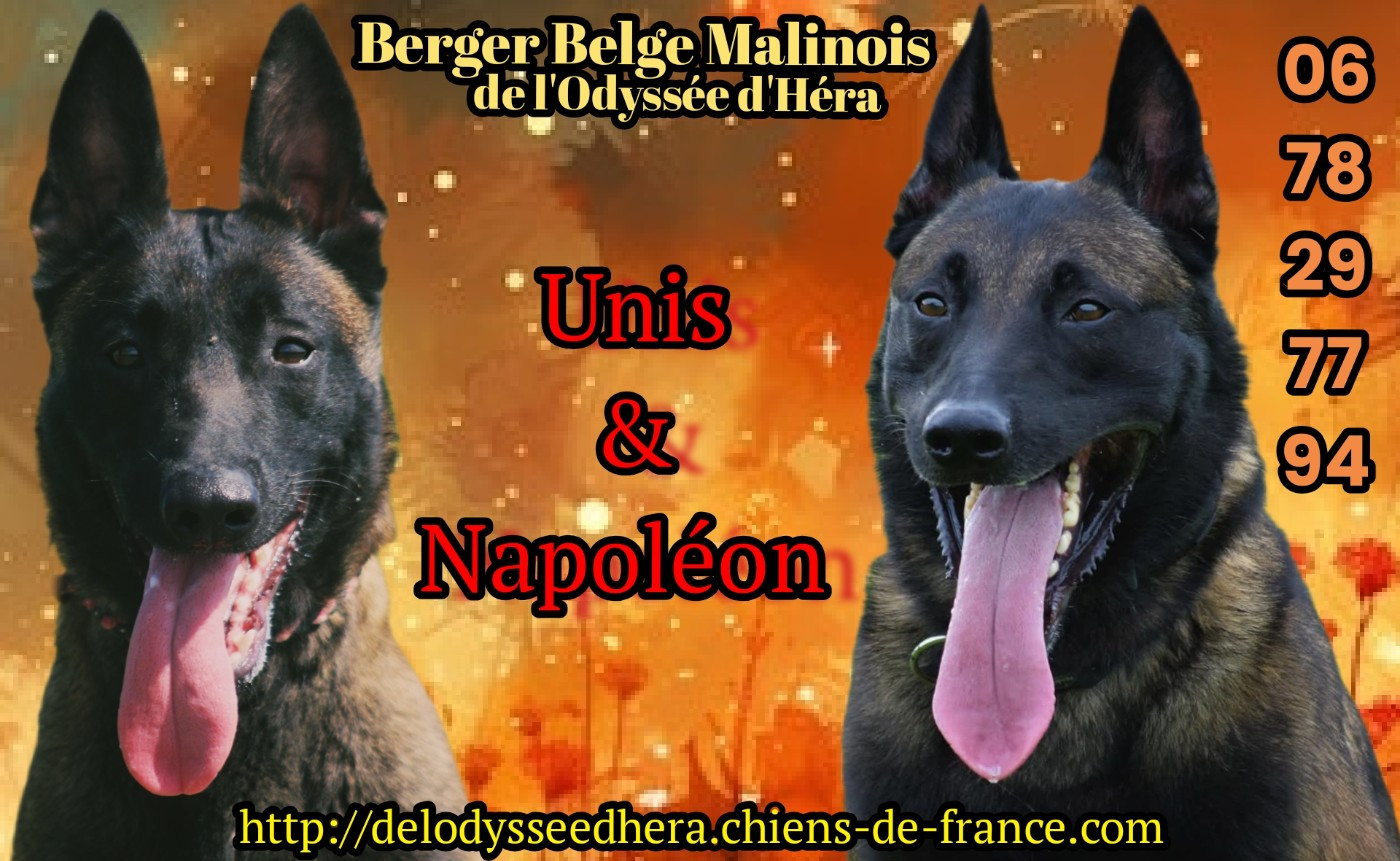 De L'Odyssée D'Hèra - Berger Belge - Portée née le 31/10/2025