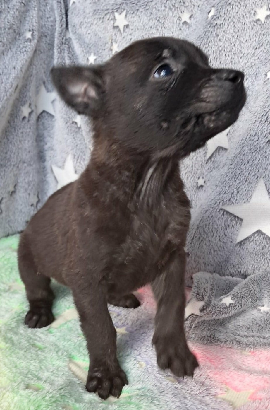 De L'Odyssée D'Hèra - Chiots disponibles - Berger hollandais