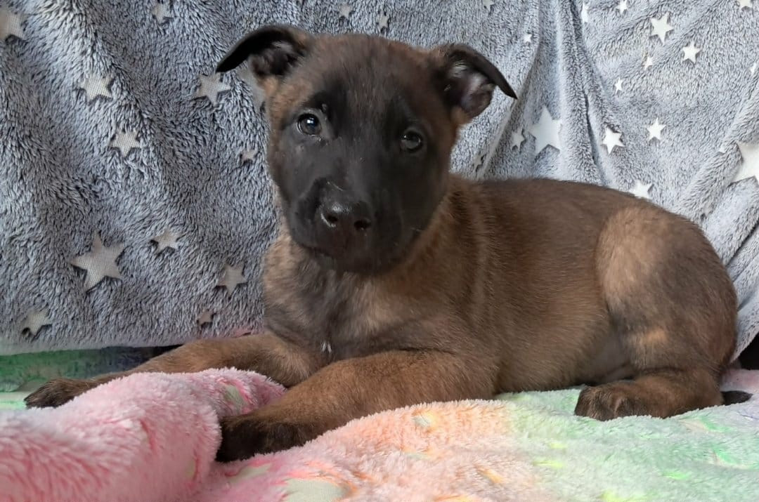 De L'Odyssée D'Hèra - Chiots disponibles - Berger hollandais