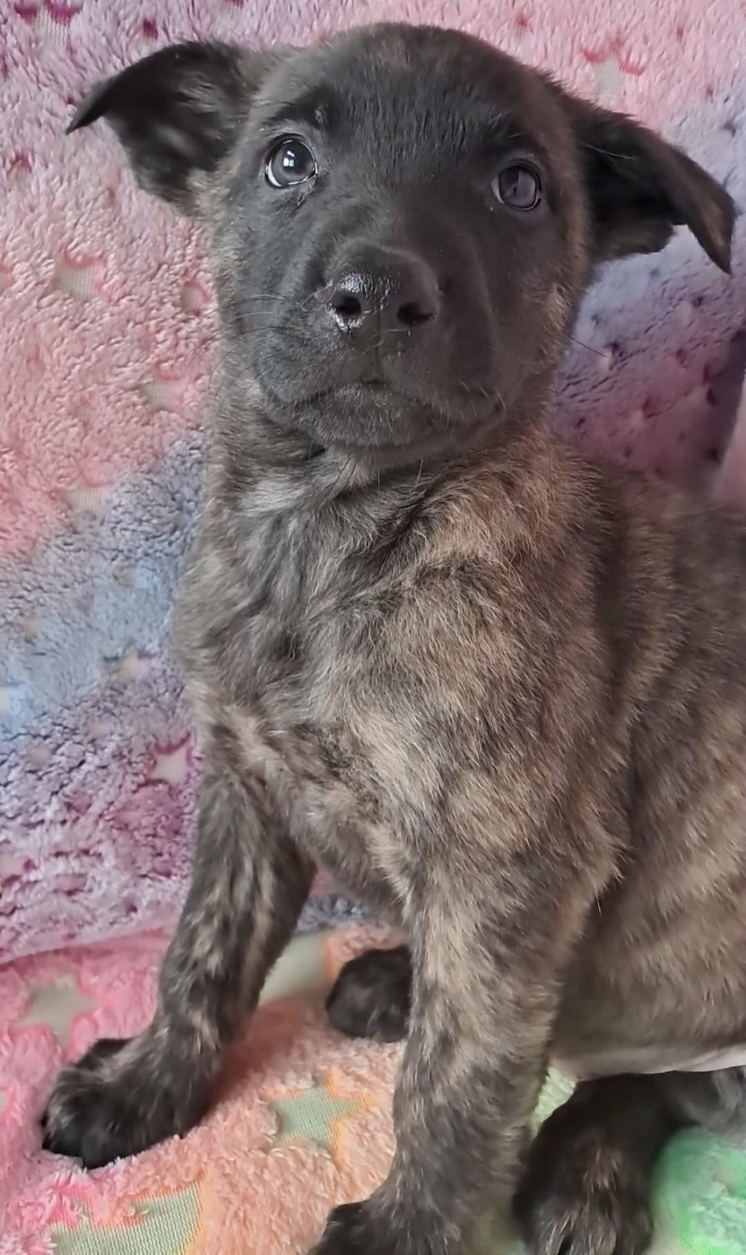 De L'Odyssée D'Hèra - Chiots disponibles - Berger hollandais