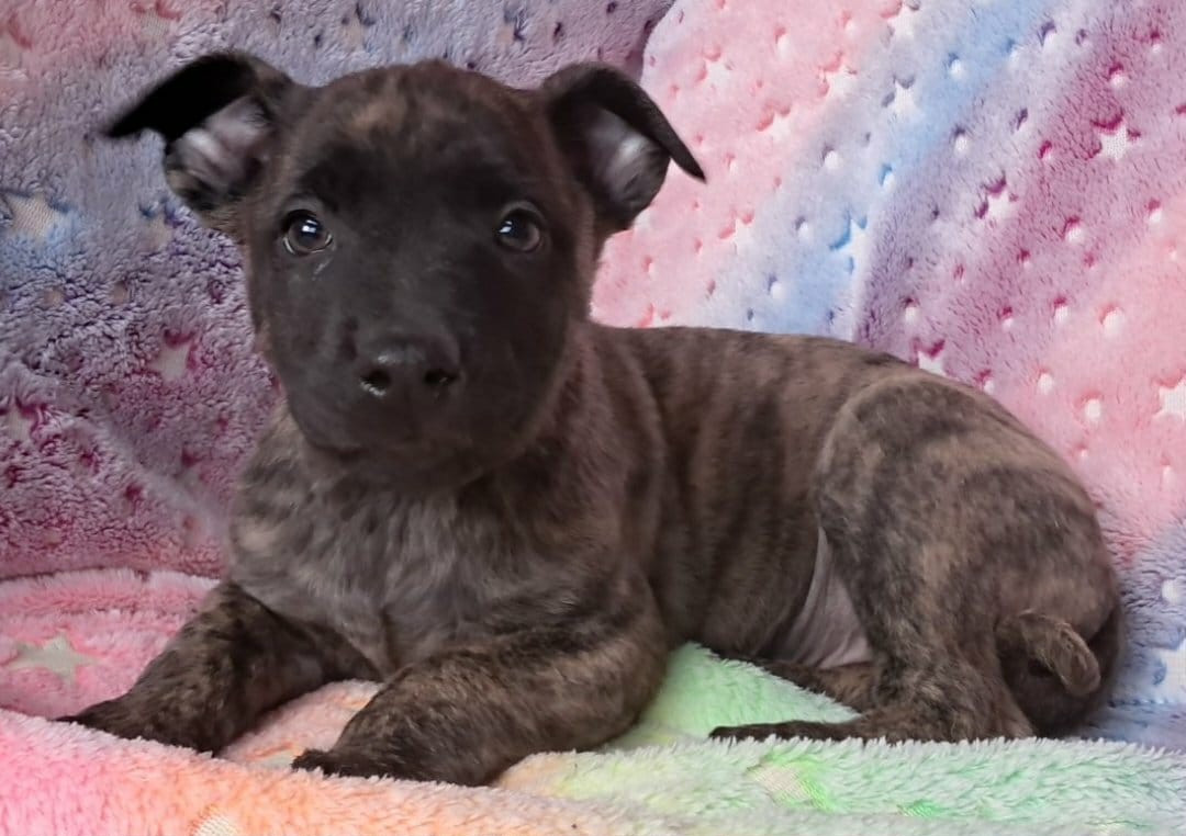 De L'Odyssée D'Hèra - Chiots disponibles - Berger hollandais