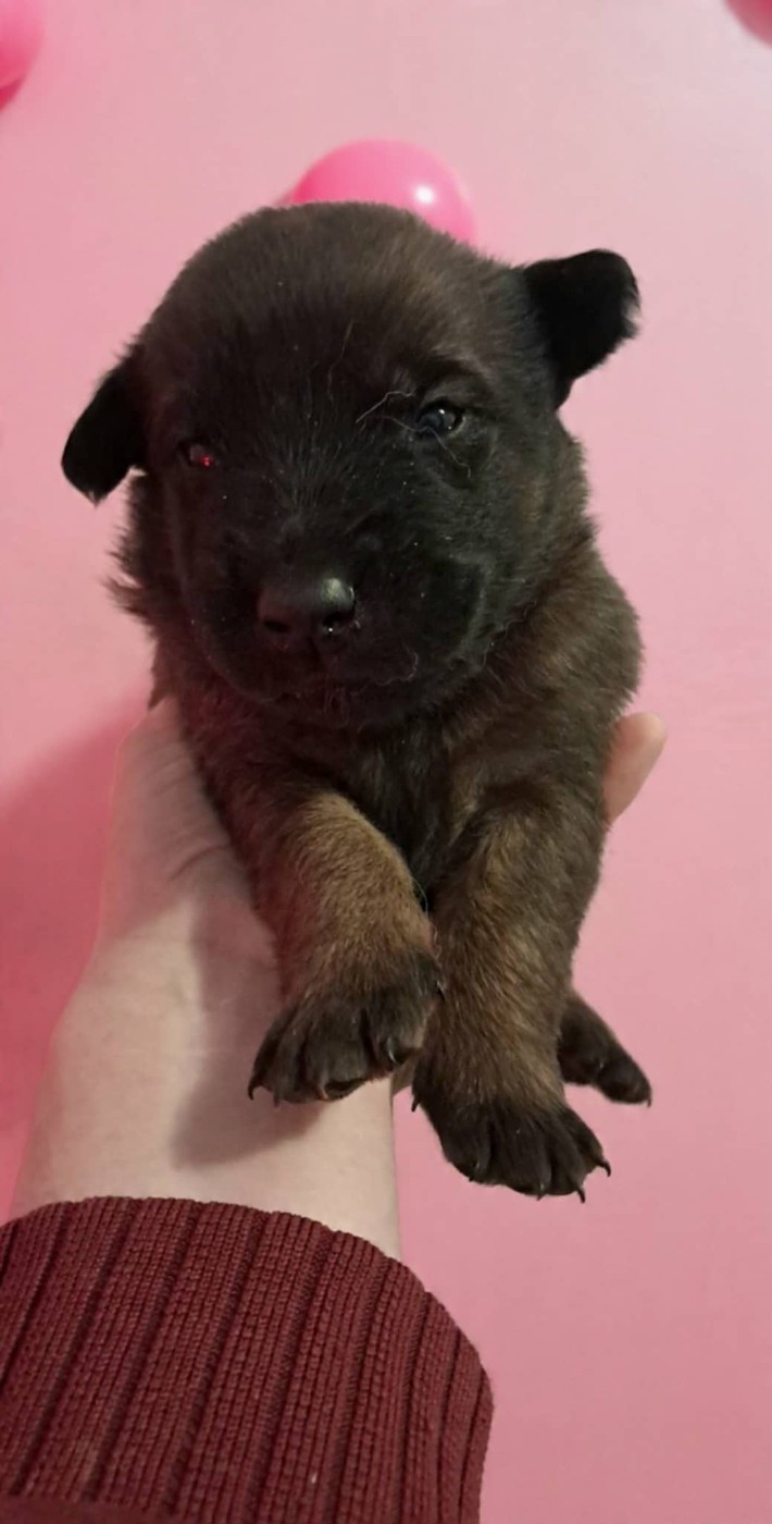 De L'Odyssée D'Hèra - Chiots disponibles - Berger Belge