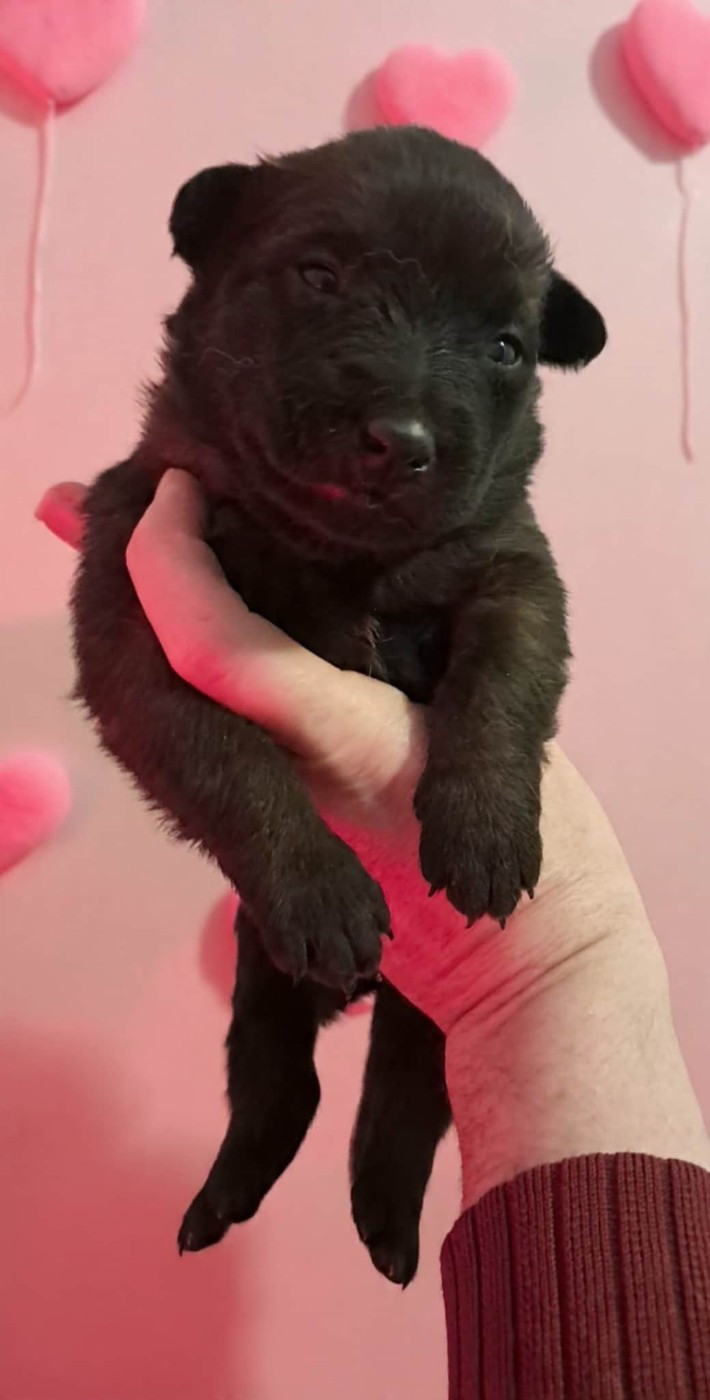 De L'Odyssée D'Hèra - Chiots disponibles - Berger Belge