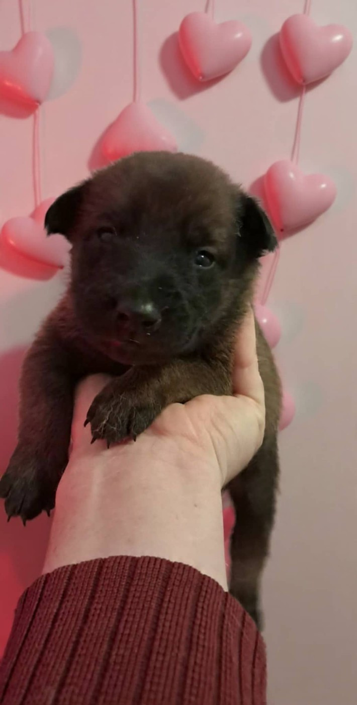 De L'Odyssée D'Hèra - Chiots disponibles - Berger Belge