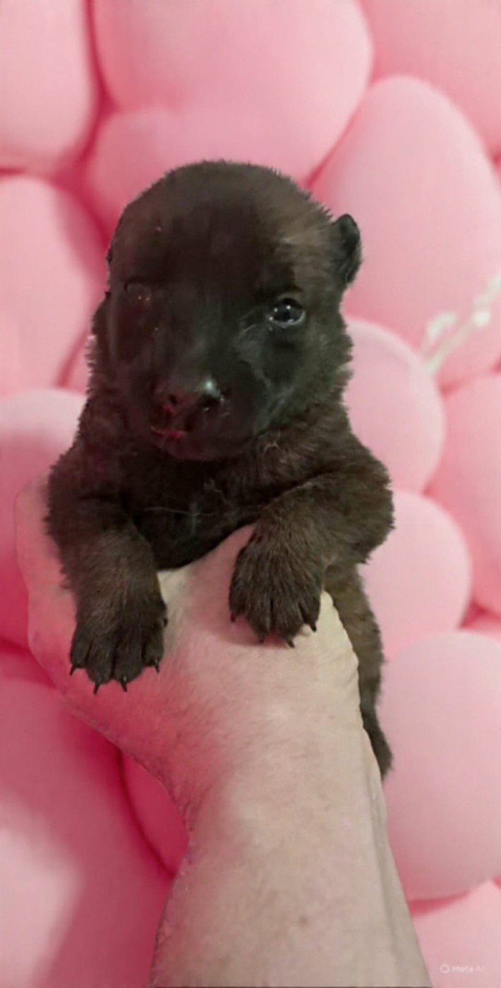 De L'Odyssée D'Hèra - Chiots disponibles - Berger Belge