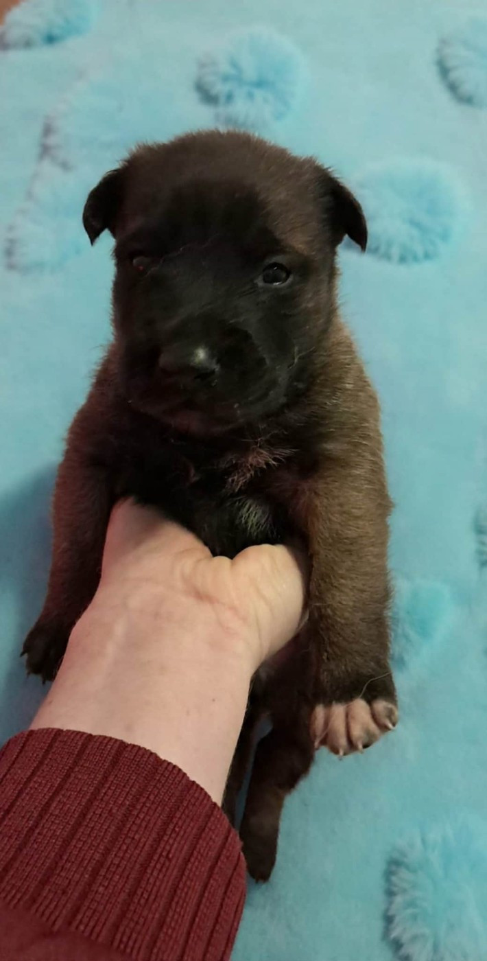 De L'Odyssée D'Hèra - Chiots disponibles - Berger Belge