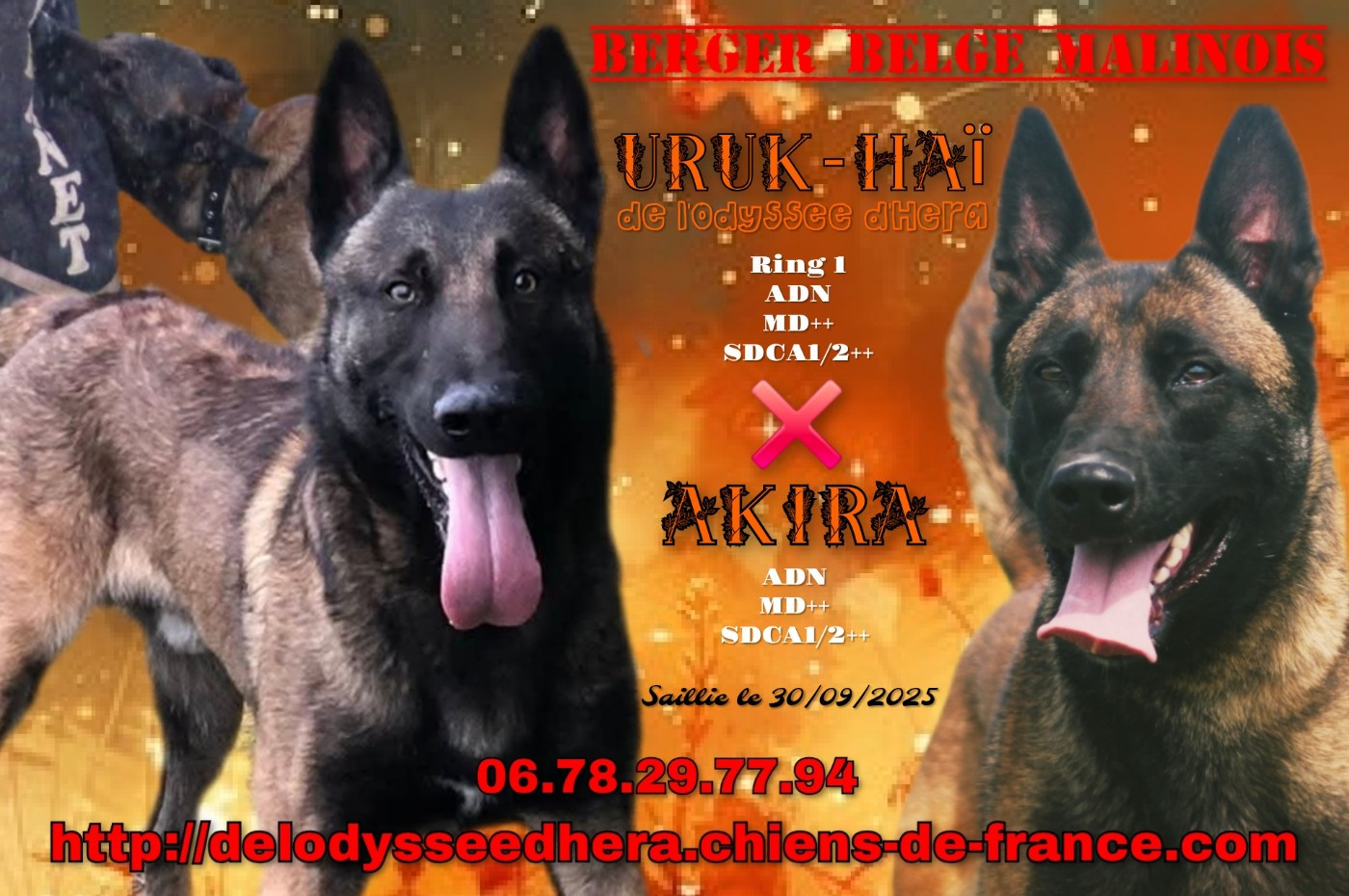 De L'Odyssée D'Hèra - Berger Belge - Portée née le 29/11/2025