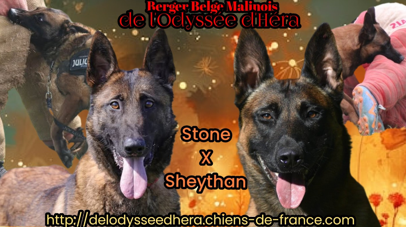 De L'Odyssée D'Hèra - Berger Belge - Portée née le 11/11/2025