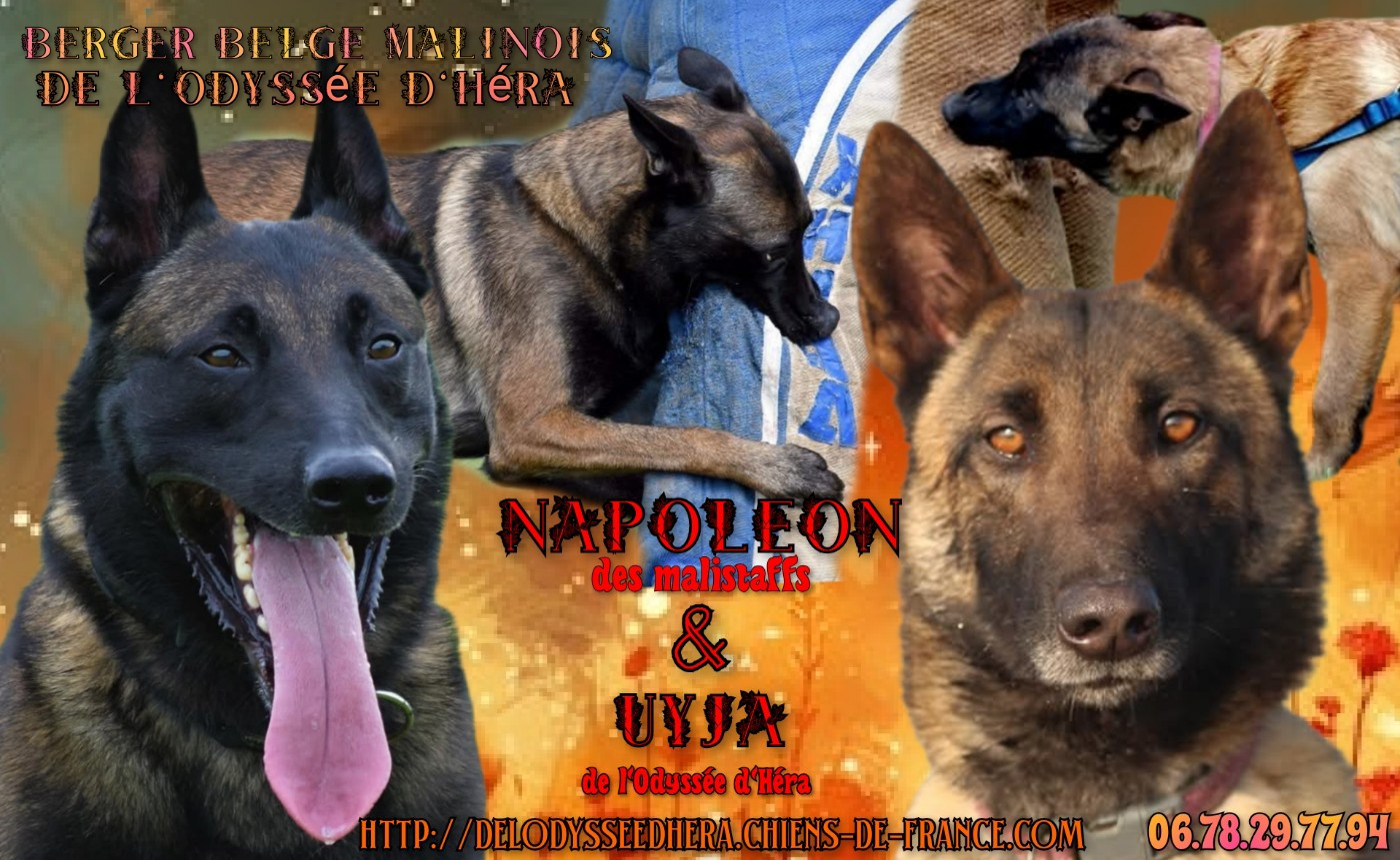 De L'Odyssée D'Hèra - Berger Belge - Portée née le 06/12/2025