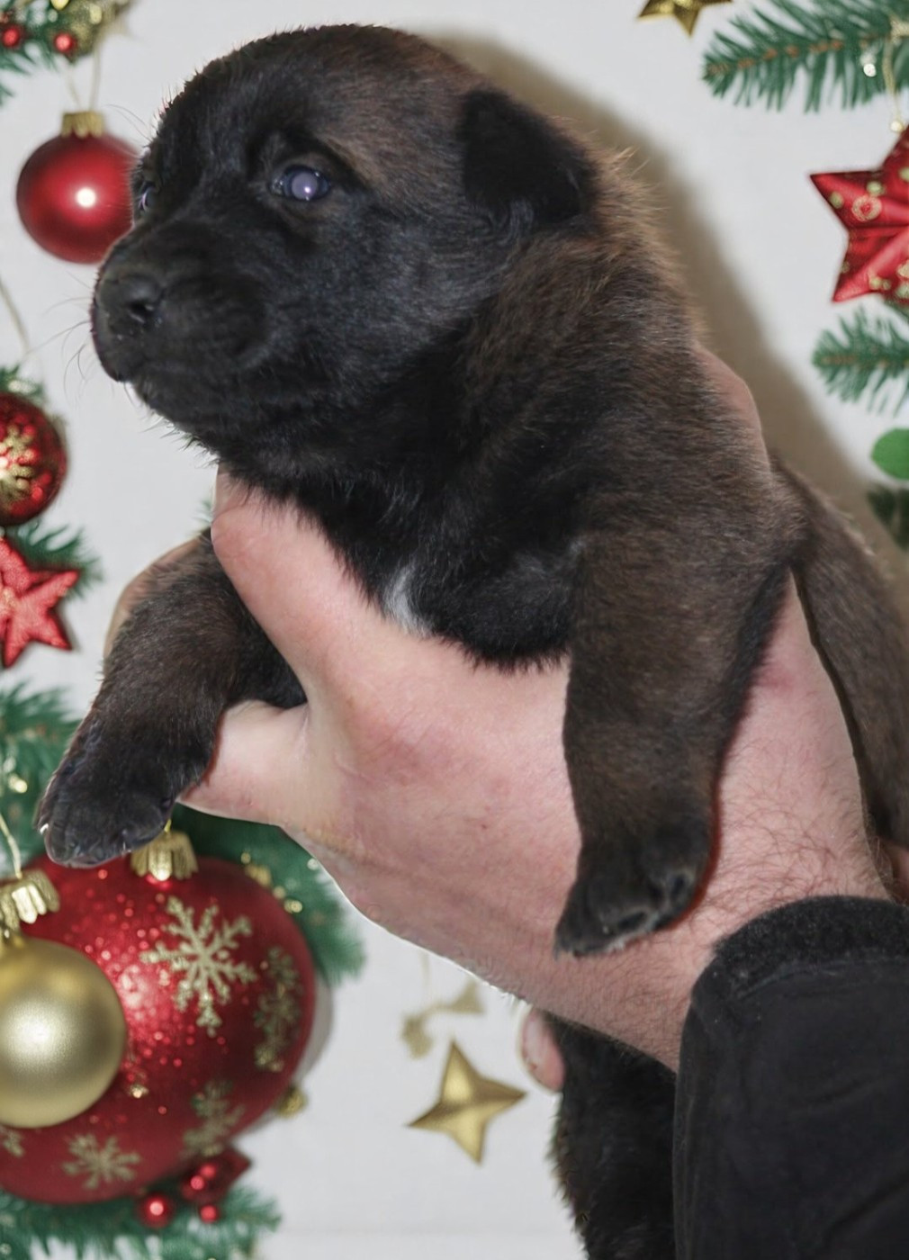 De L'Odyssée D'Hèra - Chiots disponibles - Berger Belge