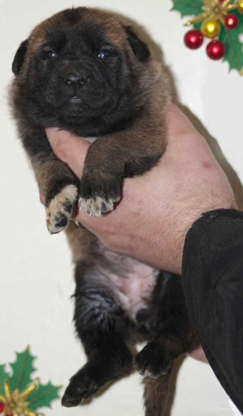 De L'Odyssée D'Hèra - Chiots disponibles - Berger Belge