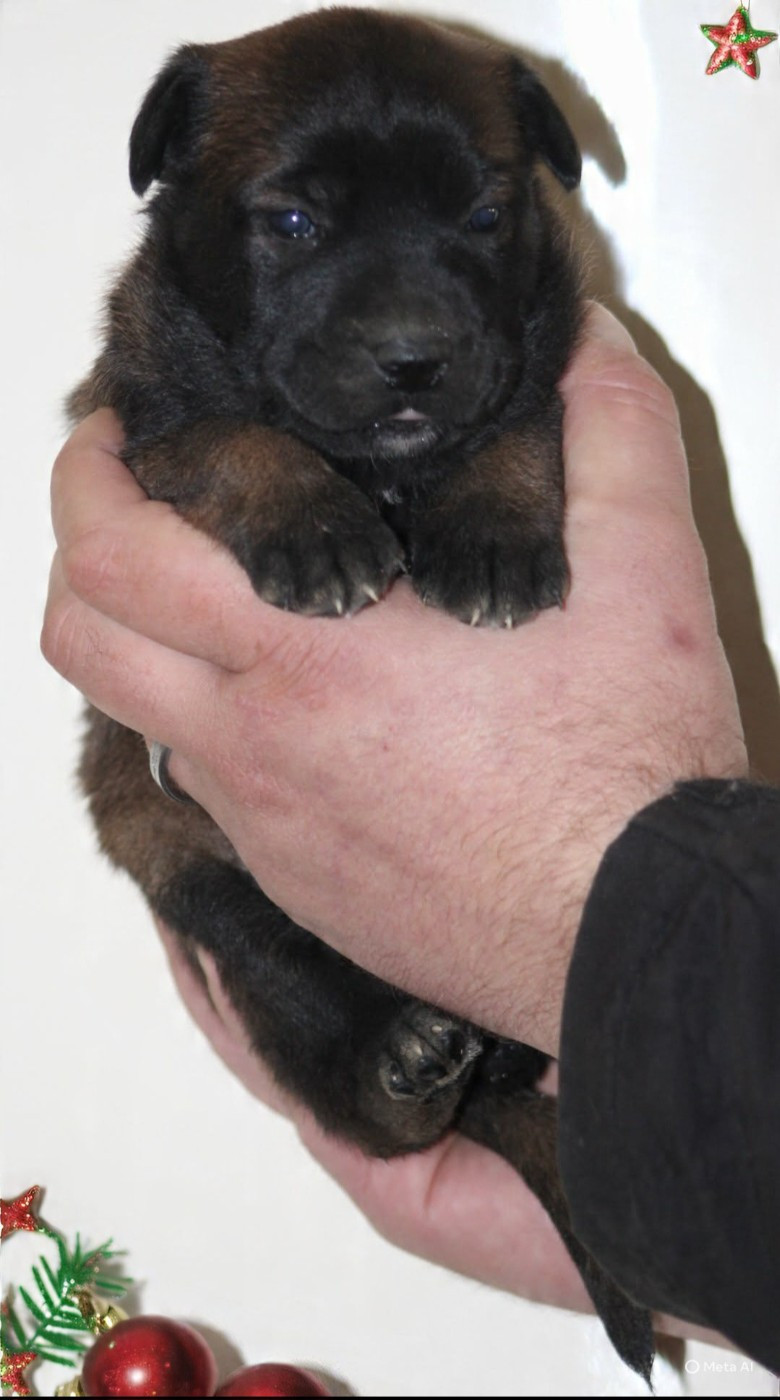 De L'Odyssée D'Hèra - Chiots disponibles - Berger Belge