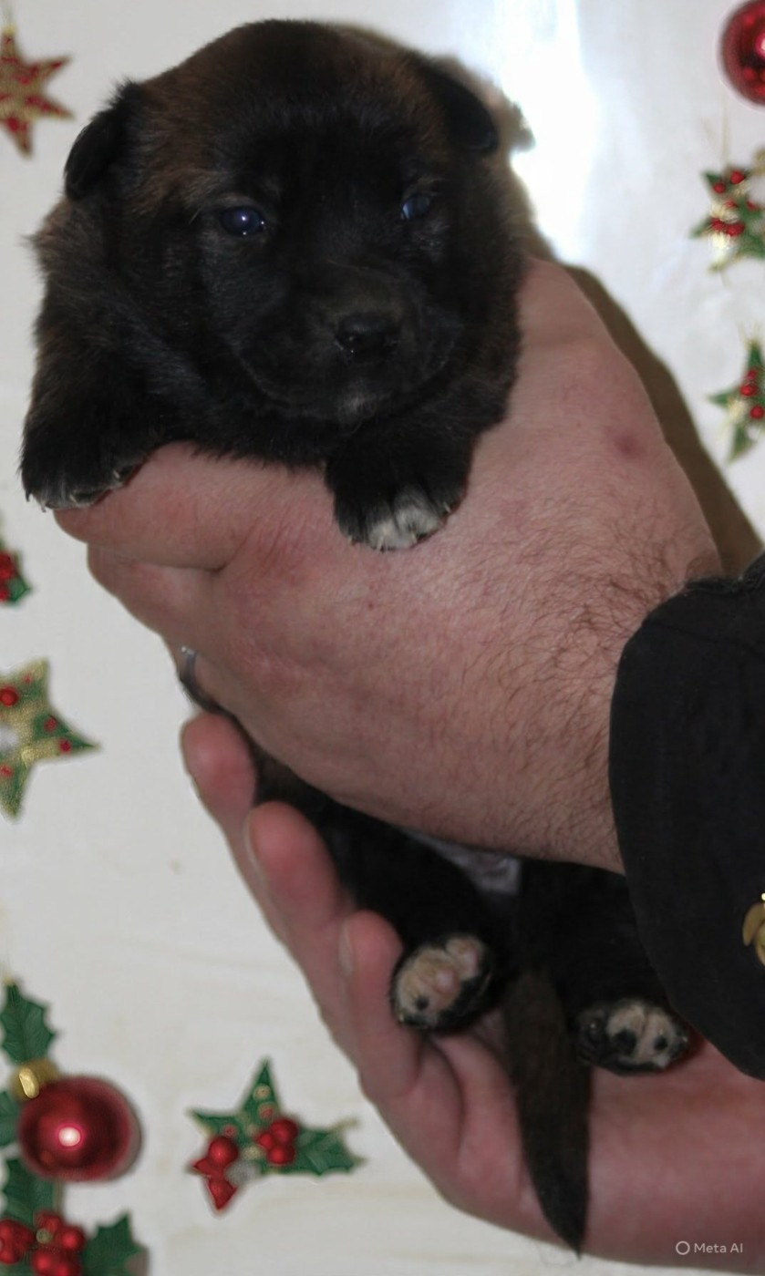 De L'Odyssée D'Hèra - Chiots disponibles - Berger Belge