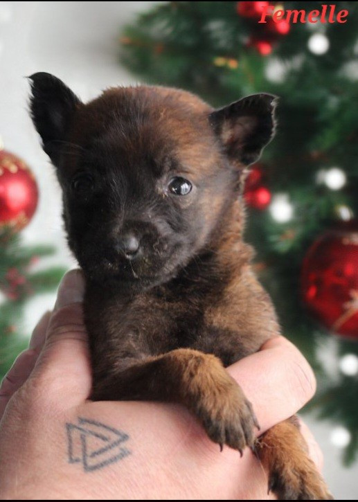 De L'Odyssée D'Hèra - Chiots disponibles - Berger Belge
