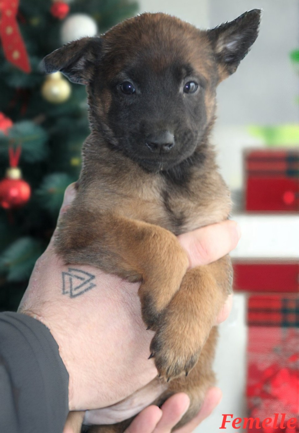 De L'Odyssée D'Hèra - Chiots disponibles - Berger Belge