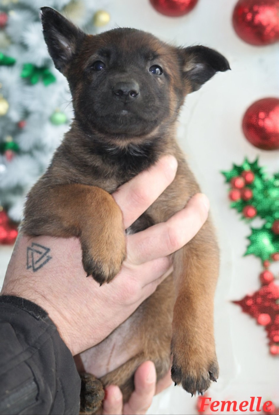 De L'Odyssée D'Hèra - Chiots disponibles - Berger Belge