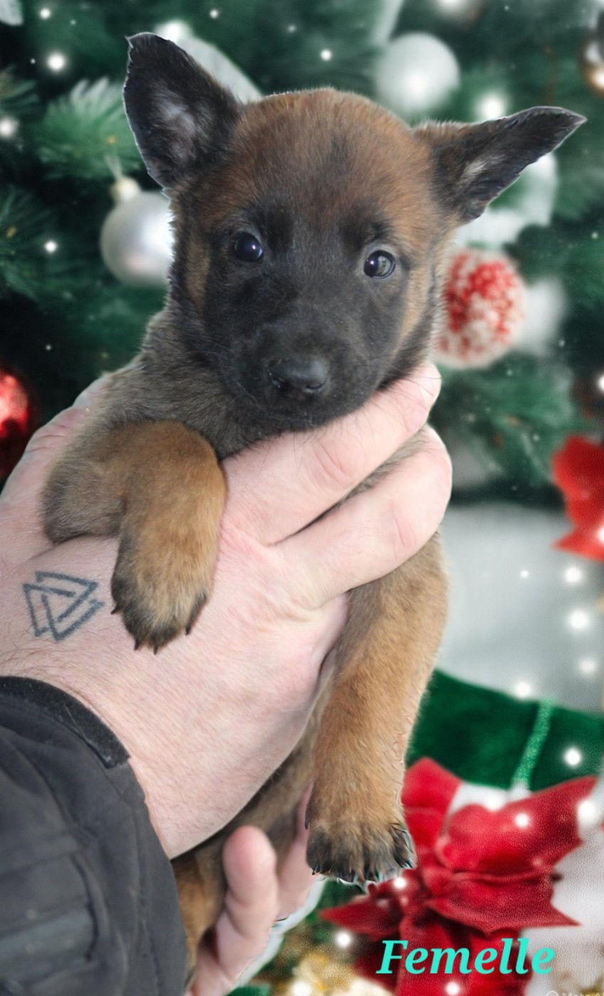 De L'Odyssée D'Hèra - Chiots disponibles - Berger Belge