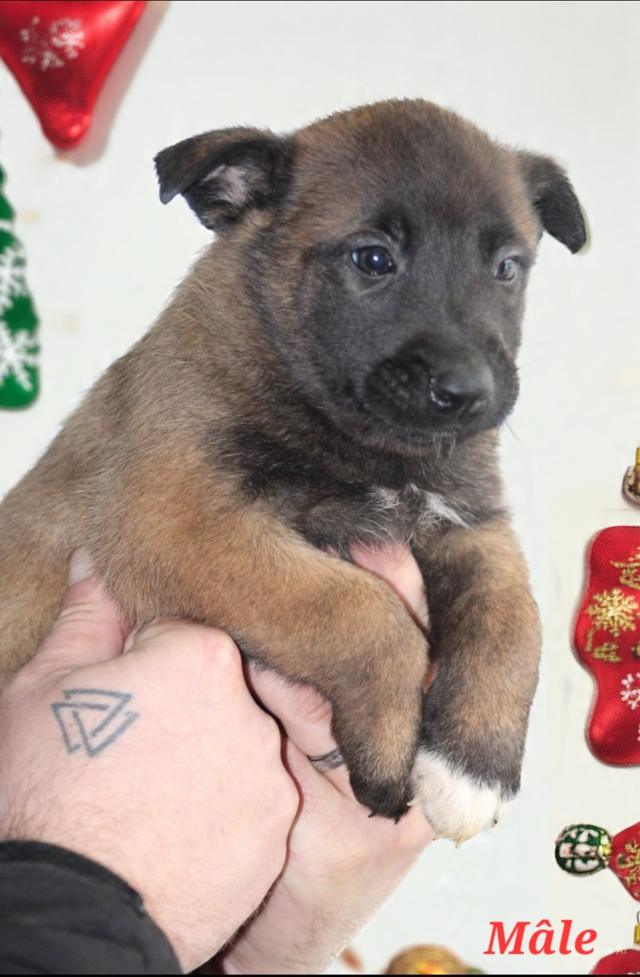 De L'Odyssée D'Hèra - Chiots disponibles - Berger Belge