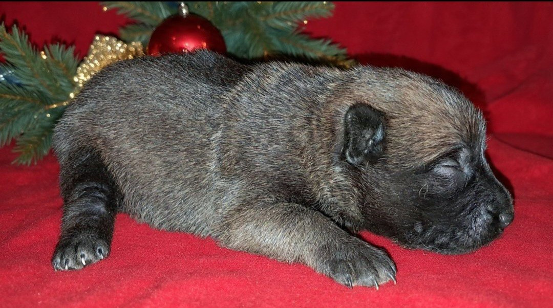 De L'Odyssée D'Hèra - Chiots disponibles - Berger Belge