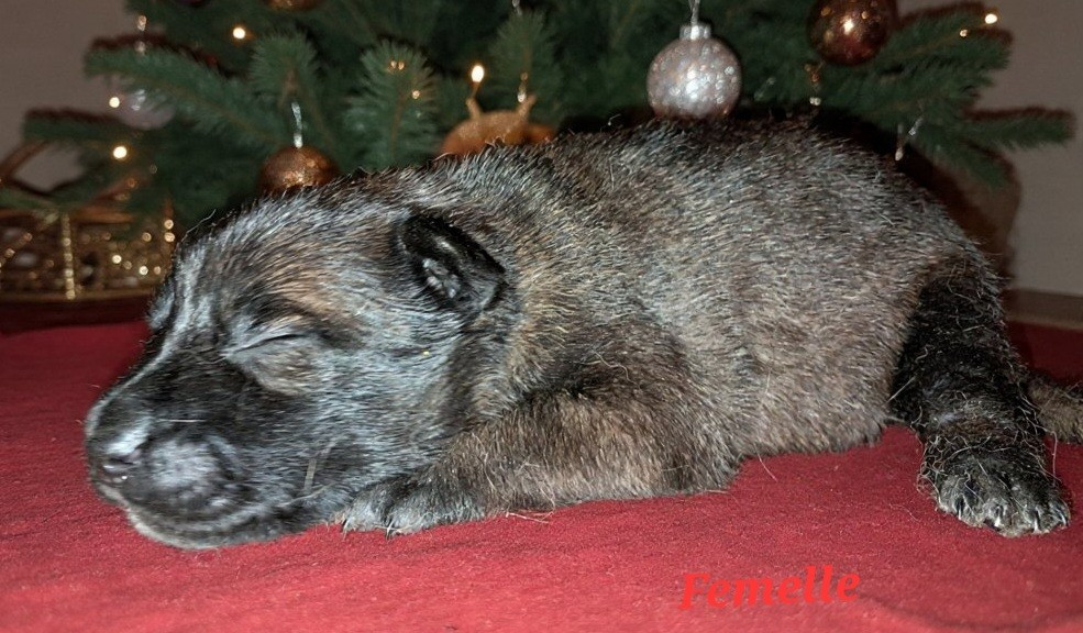 De L'Odyssée D'Hèra - Chiots disponibles - Berger Belge