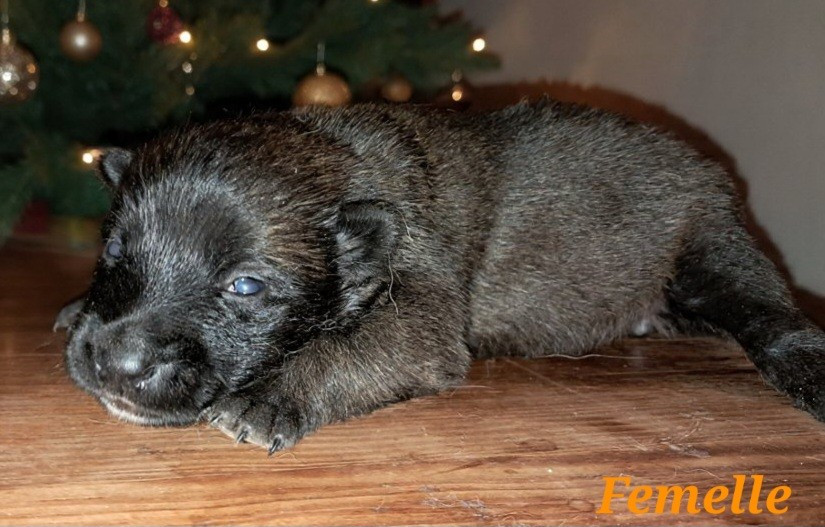 De L'Odyssée D'Hèra - Chiots disponibles - Berger Belge