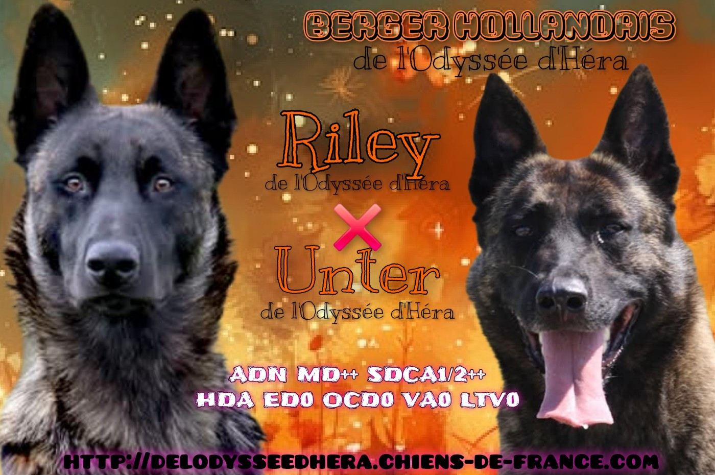 Chiot Berger hollandais De L'Odyssée D'Hèra