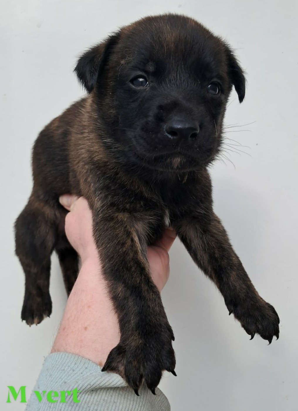 De L'Odyssée D'Hèra - Chiots disponibles - Berger hollandais